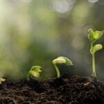 Three young plants sprouting from soil, symbolizing growth.